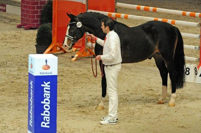 Hamlet - Sire Of Hickstead